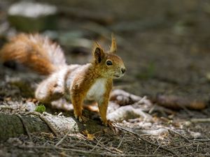 Preview wallpaper squirrel, animal, ginger, blur