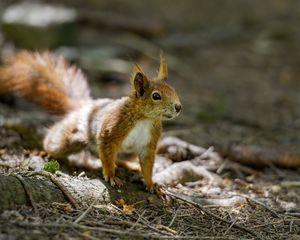 Preview wallpaper squirrel, animal, ginger, blur