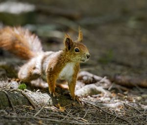 Preview wallpaper squirrel, animal, ginger, blur