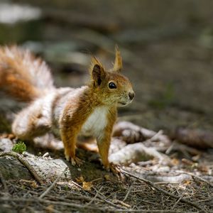 Preview wallpaper squirrel, animal, ginger, blur