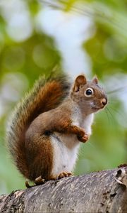 Preview wallpaper squirrel, animal, glance, wildlife