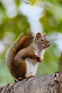 Preview wallpaper squirrel, animal, glance, wildlife