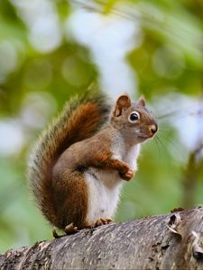 Preview wallpaper squirrel, animal, glance, wildlife