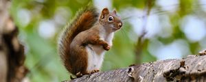 Preview wallpaper squirrel, animal, glance, wildlife