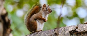 Preview wallpaper squirrel, animal, glance, wildlife