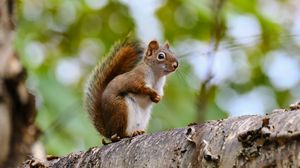 Preview wallpaper squirrel, animal, glance, wildlife