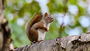 Preview wallpaper squirrel, animal, glance, wildlife