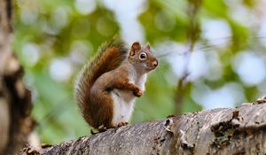 Preview wallpaper squirrel, animal, glance, wildlife