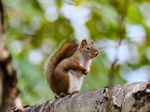 Preview wallpaper squirrel, animal, glance, wildlife