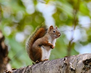Preview wallpaper squirrel, animal, glance, wildlife