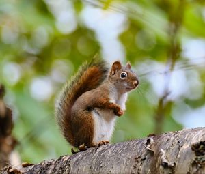 Preview wallpaper squirrel, animal, glance, wildlife