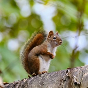 Preview wallpaper squirrel, animal, glance, wildlife