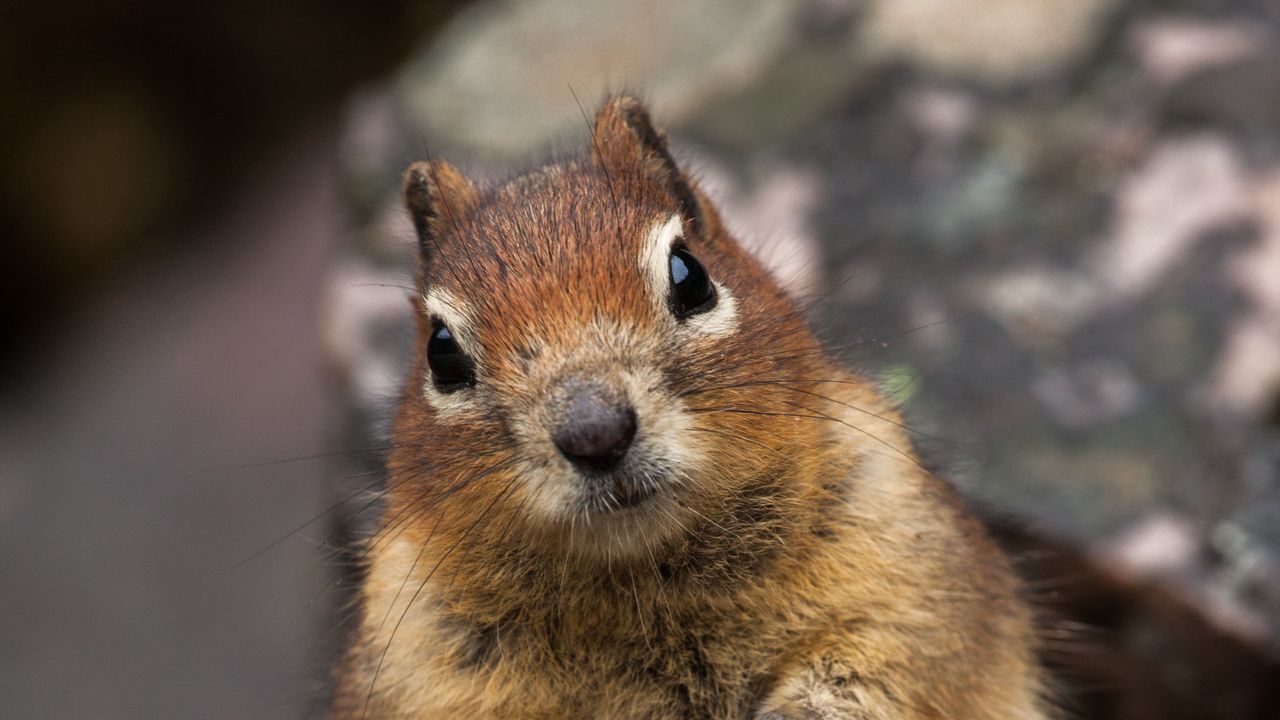 Wallpaper squirrel, animal, glance, cute