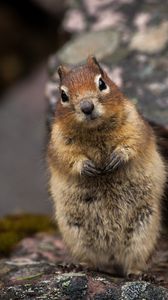 Preview wallpaper squirrel, animal, glance, cute