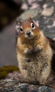 Preview wallpaper squirrel, animal, glance, cute