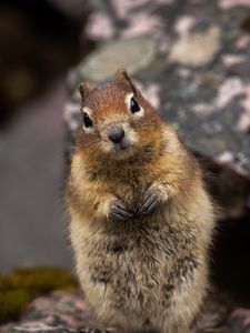 Preview wallpaper squirrel, animal, glance, cute