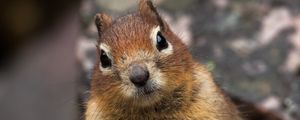 Preview wallpaper squirrel, animal, glance, cute