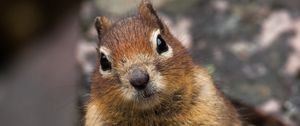 Preview wallpaper squirrel, animal, glance, cute