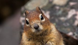 Preview wallpaper squirrel, animal, glance, cute