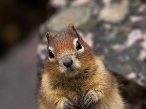 Preview wallpaper squirrel, animal, glance, cute