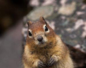 Preview wallpaper squirrel, animal, glance, cute