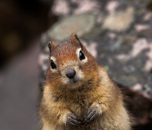 Preview wallpaper squirrel, animal, glance, cute