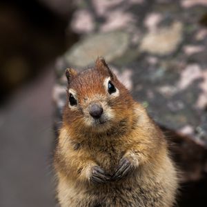 Preview wallpaper squirrel, animal, glance, cute