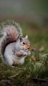 Preview wallpaper squirrel, animal, grass, cute