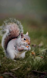 Preview wallpaper squirrel, animal, grass, cute