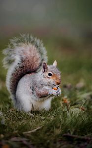 Preview wallpaper squirrel, animal, grass, cute