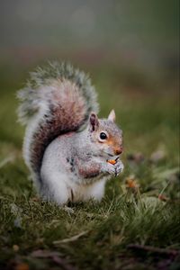 Preview wallpaper squirrel, animal, grass, cute