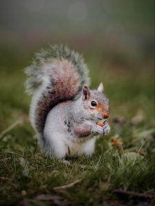 Preview wallpaper squirrel, animal, grass, cute