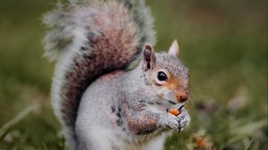 Preview wallpaper squirrel, animal, grass, cute