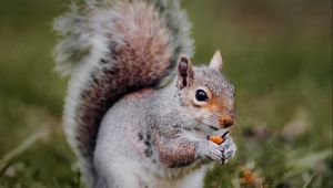 Preview wallpaper squirrel, animal, grass, cute