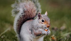 Preview wallpaper squirrel, animal, grass, cute