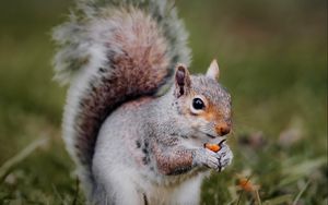 Preview wallpaper squirrel, animal, grass, cute