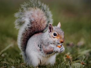 Preview wallpaper squirrel, animal, grass, cute