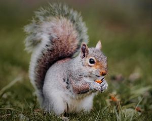 Preview wallpaper squirrel, animal, grass, cute