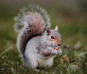 Preview wallpaper squirrel, animal, grass, cute