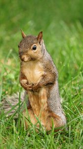 Preview wallpaper squirrel, animal, grass, wildlife