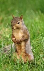 Preview wallpaper squirrel, animal, grass, wildlife