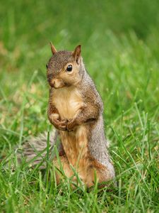 Preview wallpaper squirrel, animal, grass, wildlife