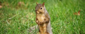 Preview wallpaper squirrel, animal, grass, wildlife