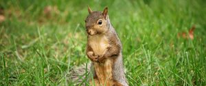 Preview wallpaper squirrel, animal, grass, wildlife