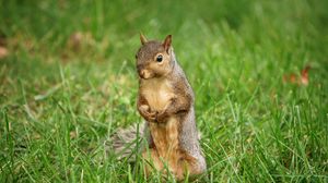 Preview wallpaper squirrel, animal, grass, wildlife