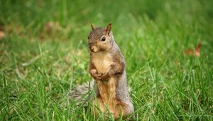 Preview wallpaper squirrel, animal, grass, wildlife