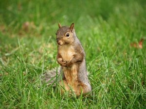 Preview wallpaper squirrel, animal, grass, wildlife