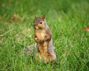 Preview wallpaper squirrel, animal, grass, wildlife