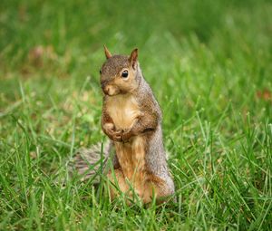 Preview wallpaper squirrel, animal, grass, wildlife