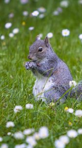 Preview wallpaper squirrel, animal, grass, walking